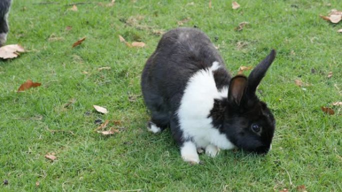 复活节兔子在花园里吃草，放松4K