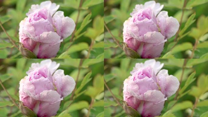 雨后粉红牡丹花