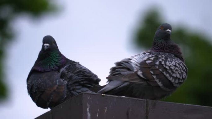 屋顶上的两只鸽子