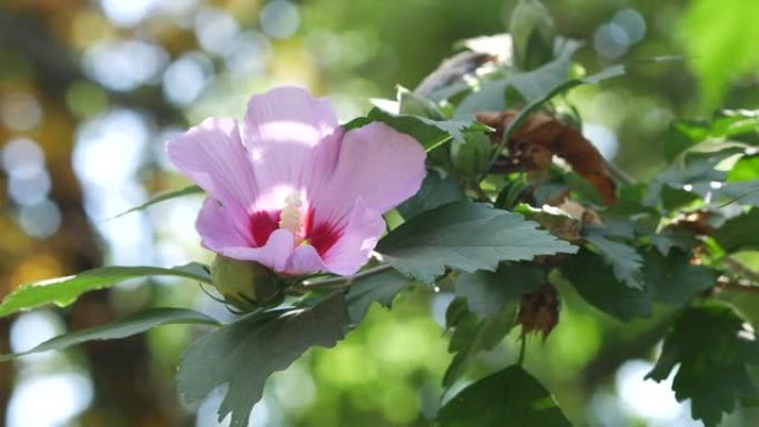 美丽的三毛腊肠的粉红色花朵。树的花，拉瓦特拉