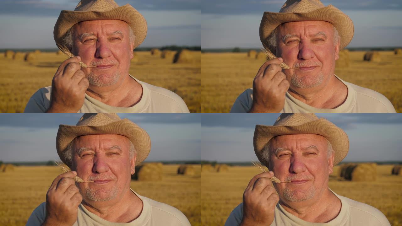 年长的白人男性农民站在农村田野里，咀嚼一只麦穗