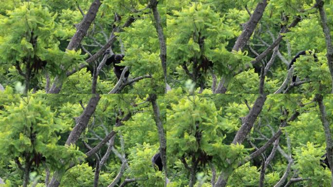 大草原树枝上的黑猩猩。野外的美丽时刻与野外的猴子动物概念