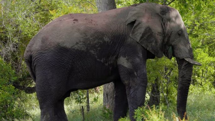 南非野外的大象。他在森林中动耳朵-大自然中的动物概念-特写镜头
