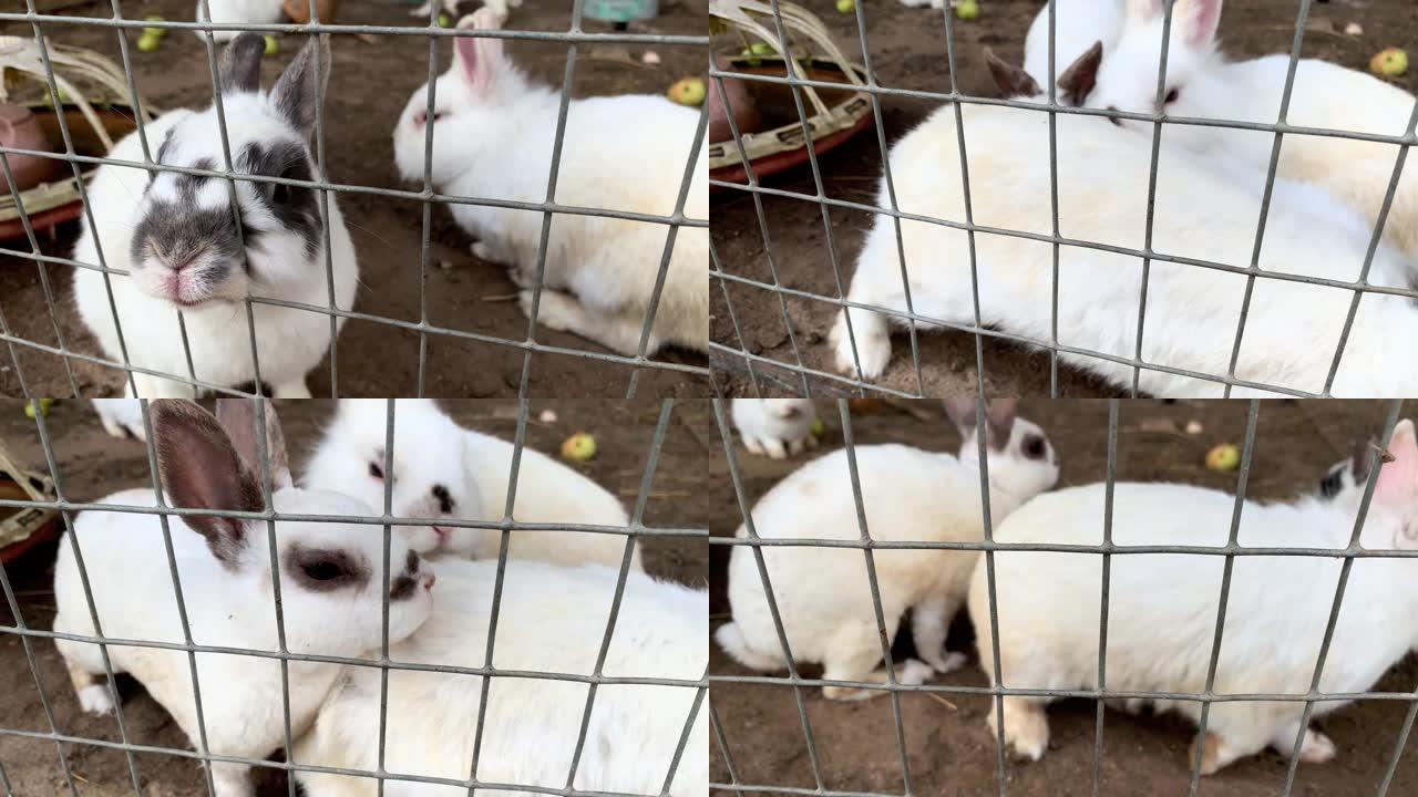 家养毛茸茸的白色和黑色斑点农场兔子兔子在动物农场的笼子后面，在笼子里生长的牲畜食用动物