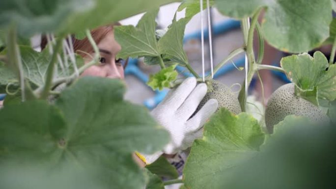 年轻的女农民在智能甜瓜农场，有机水培甜瓜农场做例行检查