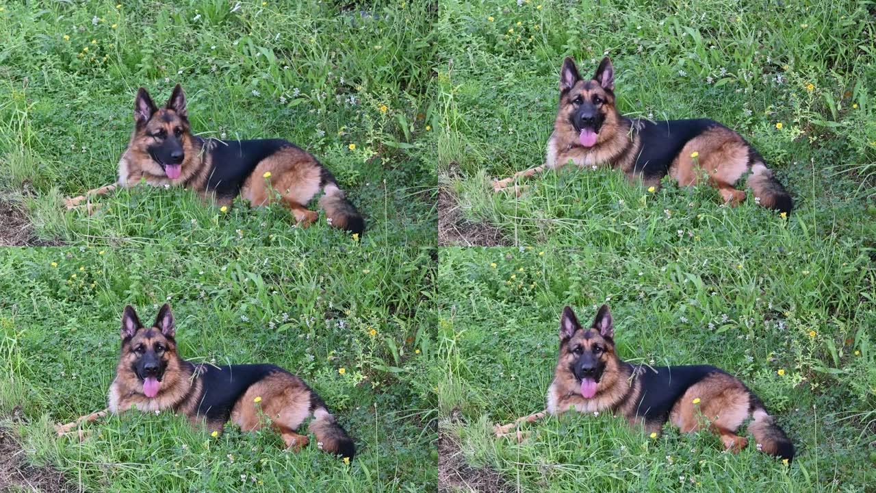 德国牧羊犬躺在草丛中，高高的头，张着舌头看着镜头，气喘吁吁地喘着气