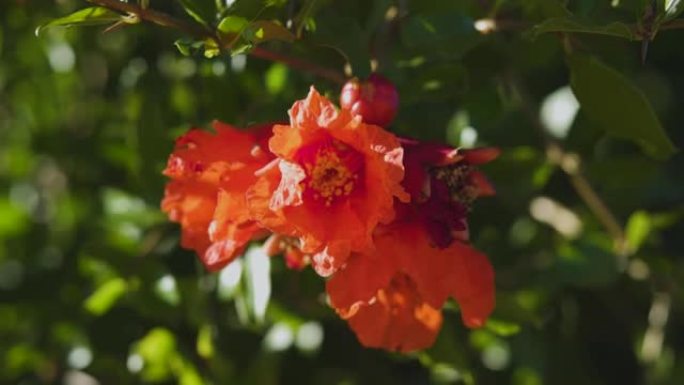 美丽的充满活力的橙色石榴花在花园里。在新鲜的绿叶和蓝天的背景下，奇异的红花的闭合ip。自然绽放的概念