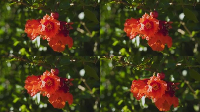 美丽的充满活力的橙色石榴花在花园里。在新鲜的绿叶和蓝天的背景下，奇异的红花的闭合ip。自然绽放的概念