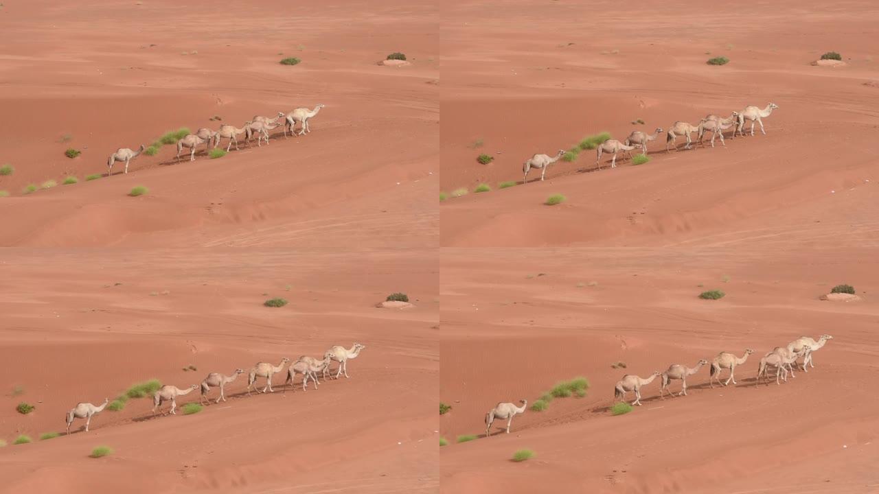 一群单峰骆驼 (Camelus dromedarius) 在阿拉伯联合酋长国的沙漠沙地上行走。