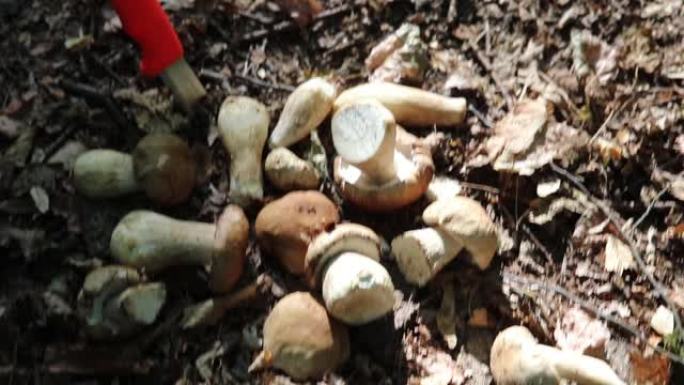 一个人在森林里收集蘑菇