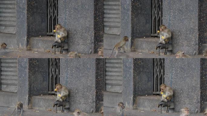 猴子生活在城市