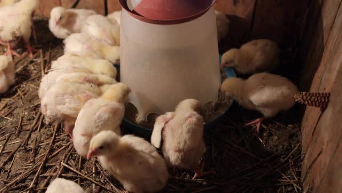 婴儿鸡吃和从鸡喂食器喝水