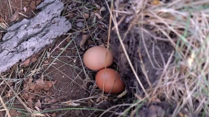 小鸡蛋躺在被绿色和黄色草包围的巢中