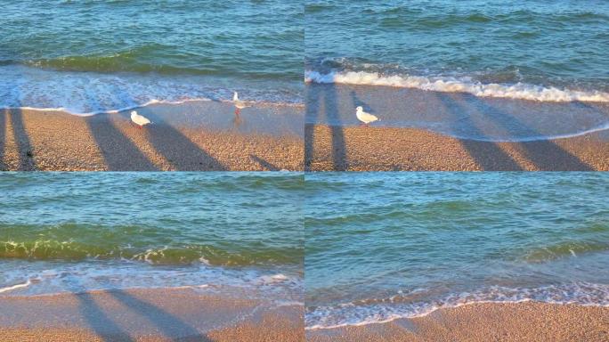 海边的海鸥。海鸥在夕阳的光芒中飞行。夏天拍摄。
