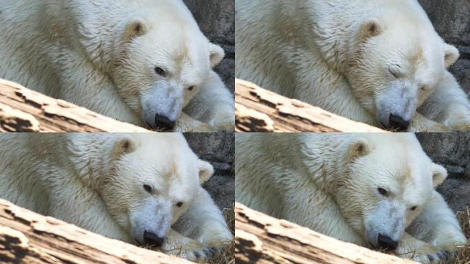 北极熊休息的特写镜头