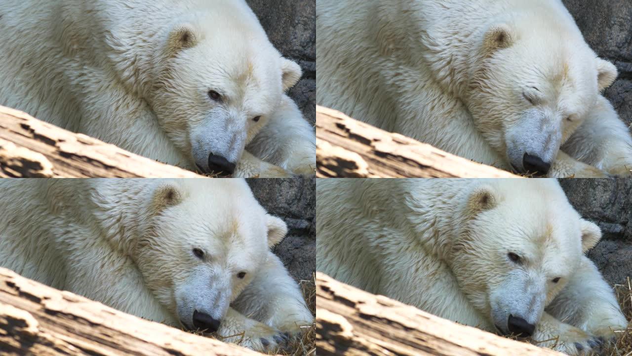 北极熊休息的特写镜头