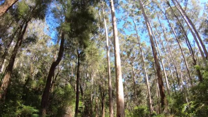 一个在澳大利亚西南部徒步旅行卡里森林的人的视点