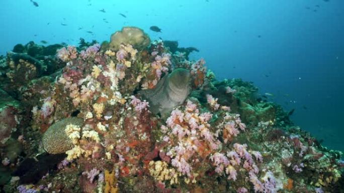 海鳗 (Gymnothorax javanicus) 藏在五颜六色的水下珊瑚礁中