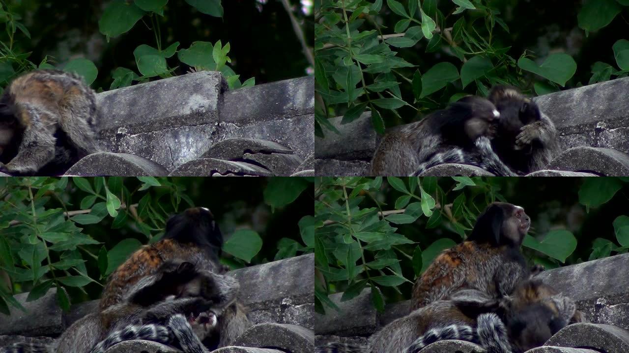 黑簇绒mar猴 (Callithrix penicillata) 在饲养野生动物的饲养场吃香蕉。
