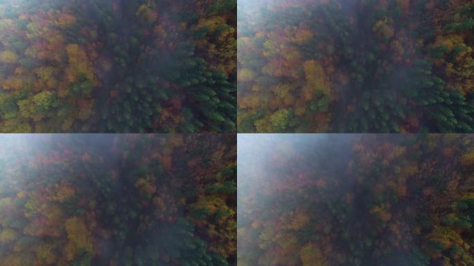 山林彩树和雾，天空鸟瞰图