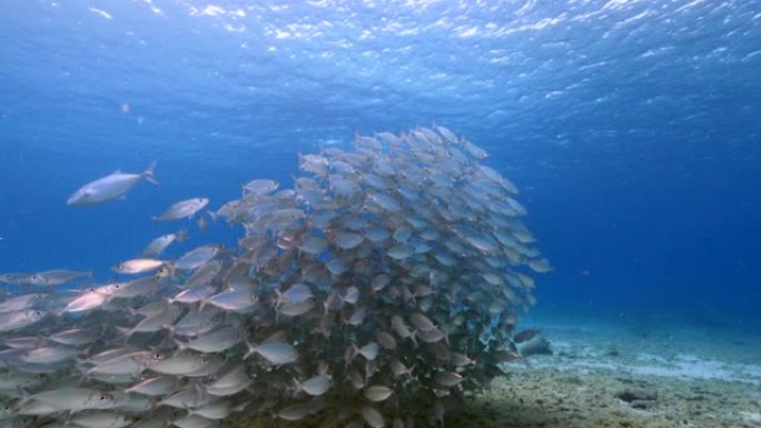 诱饵球/加勒比海/库拉索岛珊瑚礁绿松石水中的鱼和蓝轮千斤顶学校