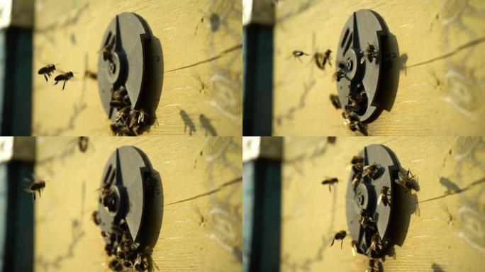 蜂巢新入口附近的蜜蜂蜂拥而至，在蜂巢周围飞来飞去。