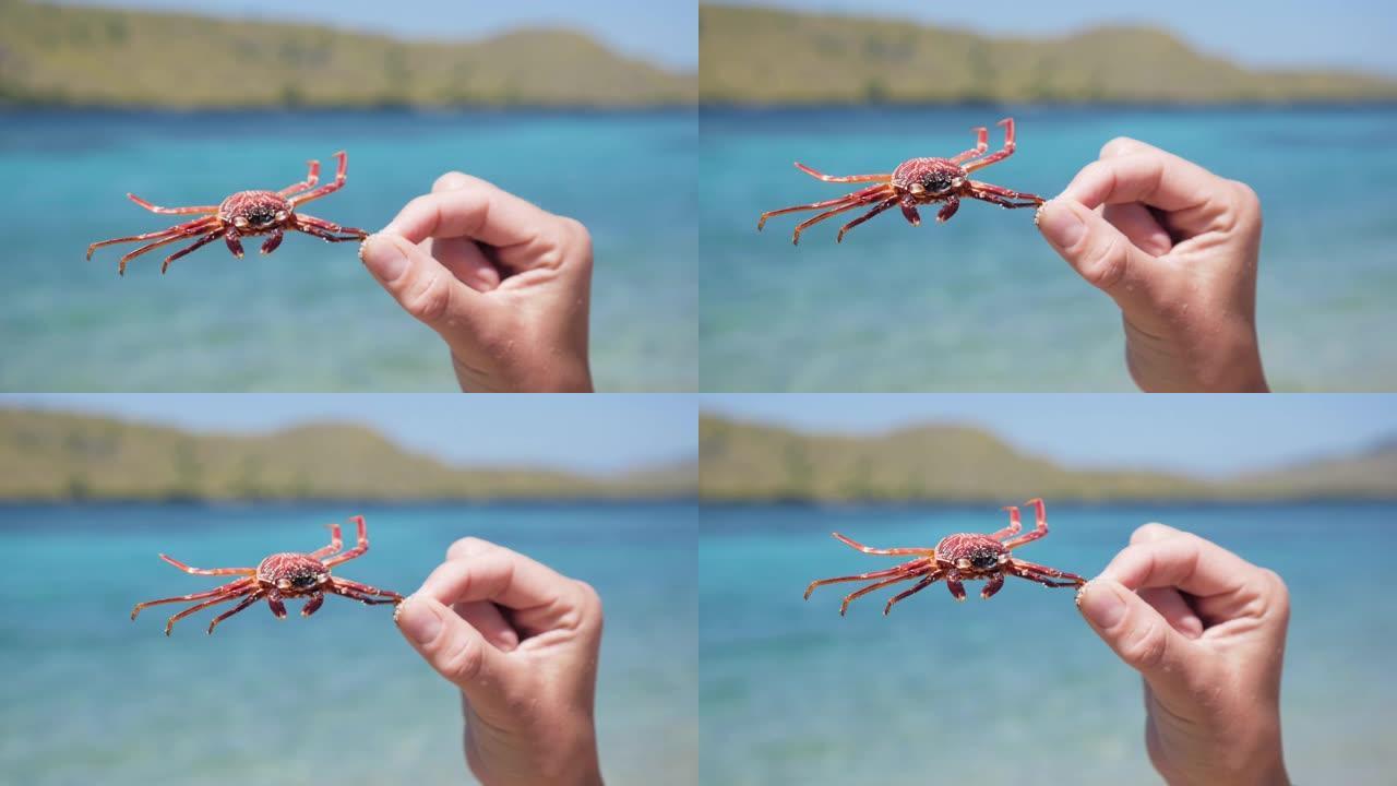 螃蟹动物慢动作4k