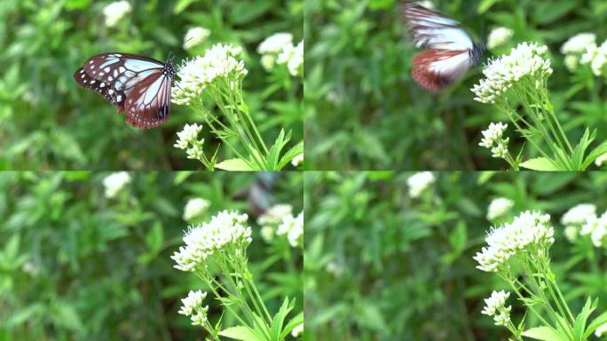 纯种上的栗子虎蝶