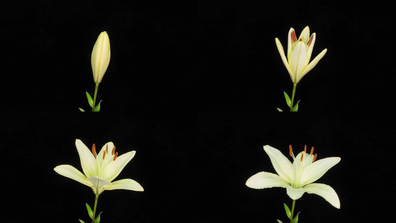 美丽的白百合花蕾盛开的时光倒流，极度特写。新鲜礼来开放特写的时间流逝。孤立在黑色背景上。