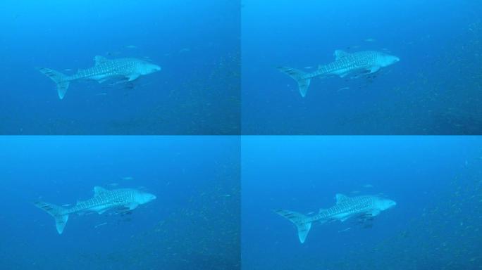 侧视图鲸鲨就在我面前游泳，世界上的大型生物鲨鱼，蓝色的海洋。水肺潜水，深海，环境保护，纪录片，野生生