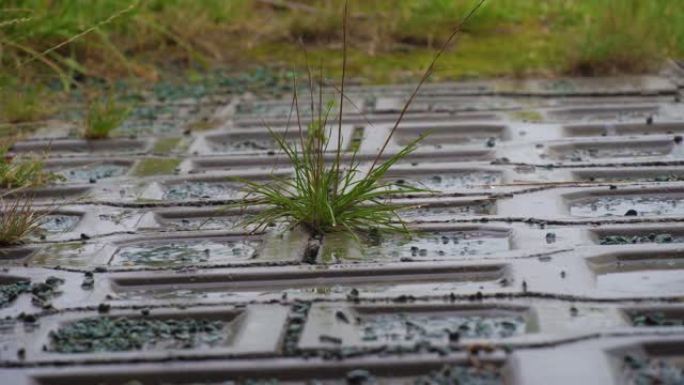 铺路板上的雨，混凝土里长着的草。