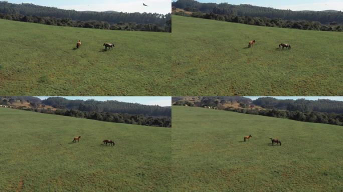 鸟瞰图环绕着绿色牧场上的马，幼崽，鸟儿飞过，背景是牛