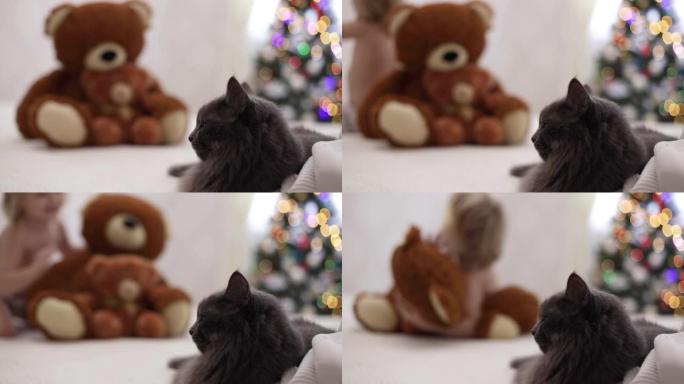 圣诞快乐!灰色有趣的猫躺在沙发上，背景是儿童玩具泰迪熊大大小小的坐在圣诞树上。
