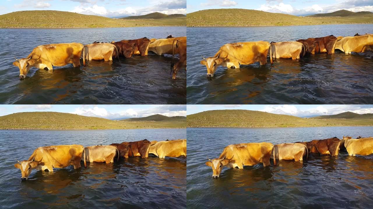 一群牛从湖里喝水。牛。水库上的哺乳动物。畜牧业发展。农业生产中的概念。