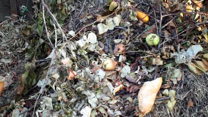 在坑里浪费水果。当地垃圾填埋场的生物废物。生态上不友好的生物处理方式。