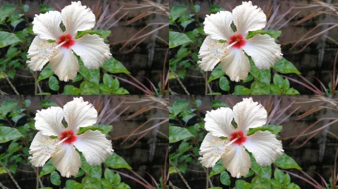 淡黄色的芙蓉花盛开在花园里。