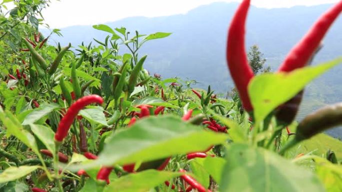 在山区种植胡椒有机农业