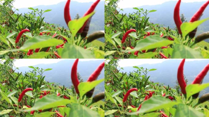 在山区种植胡椒有机农业