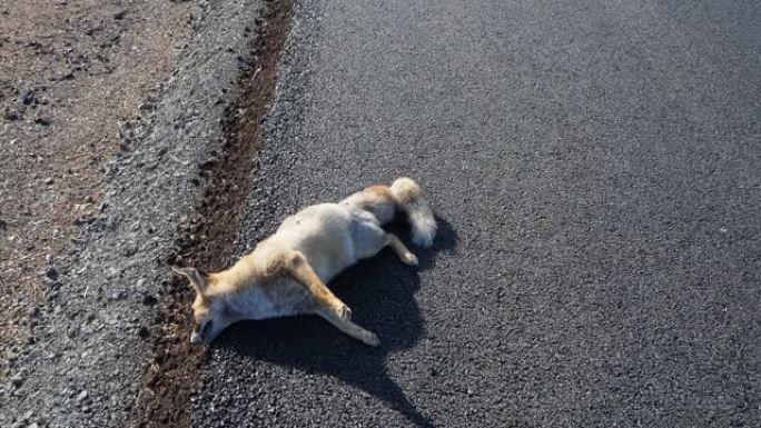 死于车祸的狐狸，死于高速公路的狐狸，