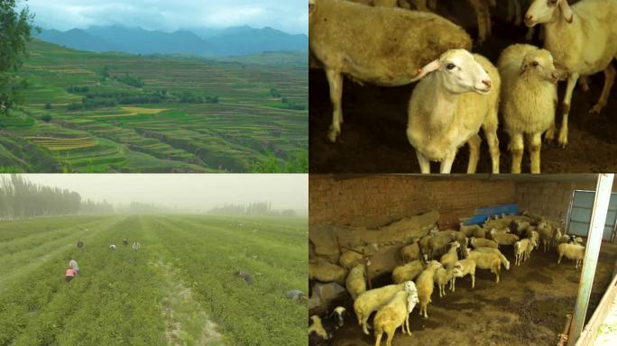 谷仓里的一群羊 以山脉为背景的山谷景观 采茶