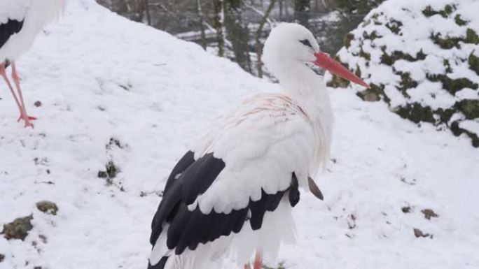 雪中的白鹳雪中的白鹳