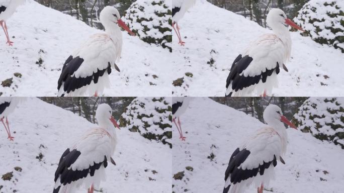 雪中的白鹳雪中的白鹳