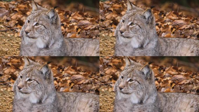 山猫的特写山猫的特写