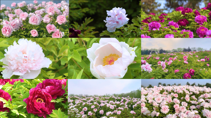 各种牡丹花空镜头素材