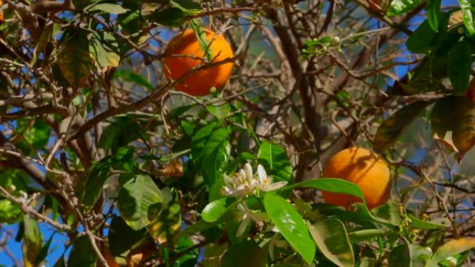 树枝上有成熟果实的橙树