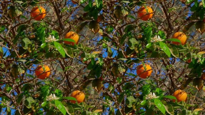树枝上有成熟果实的橙树
