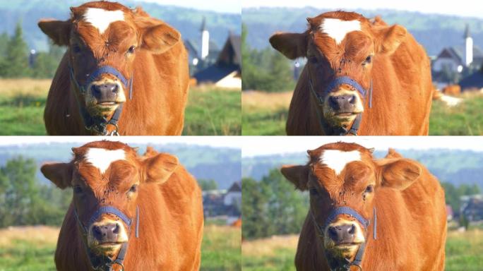 日出时牧场草地上的奶牛