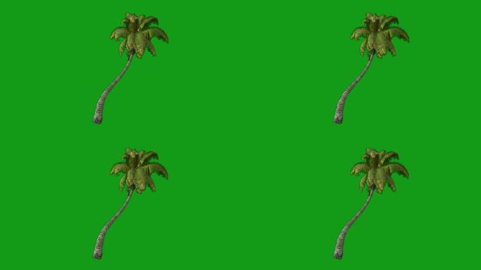 移动椰子树绿色屏幕运动图形