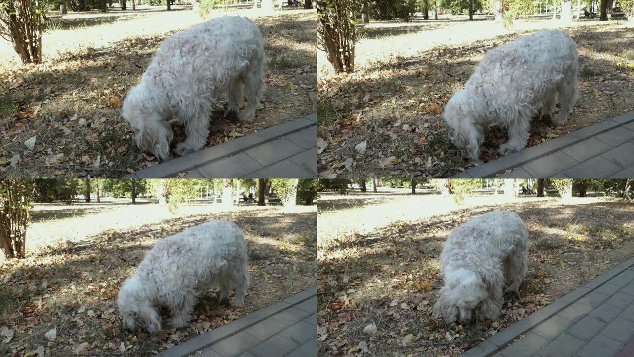 老年西班牙狗在公园里嗅植物。