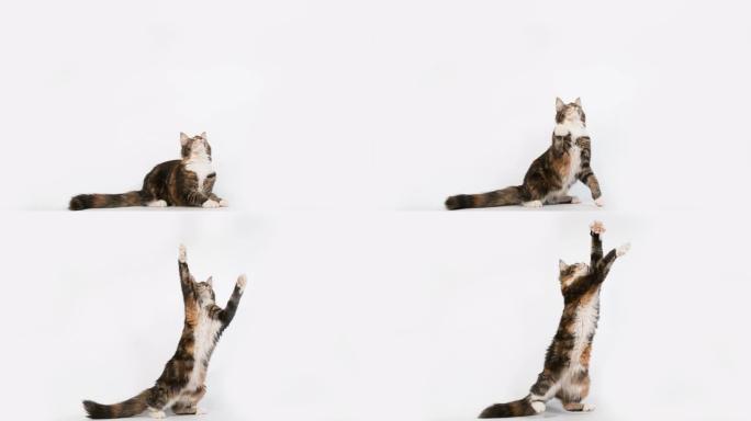 棕色Tortie斑点虎斑猫和白色缅因浣熊家猫，女性在白色背景下玩耍，法国诺曼底，超级慢动作4K